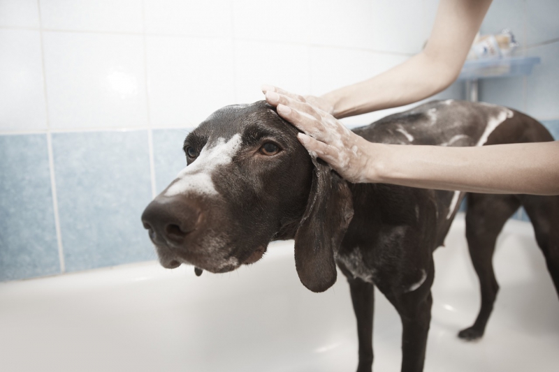 toiletteur-ST PAUL DE VENCE-min_dog-1178365_1280